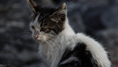 Как наказали родителей девочек, замучивших котенка в Кинеле?