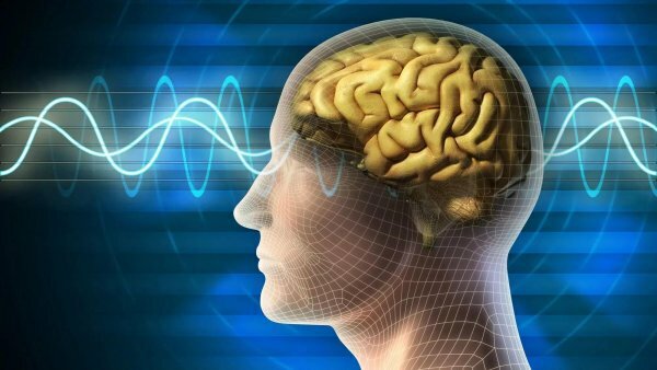 Российские ученые расскажут, как улучшить работу мозга с помощью белков