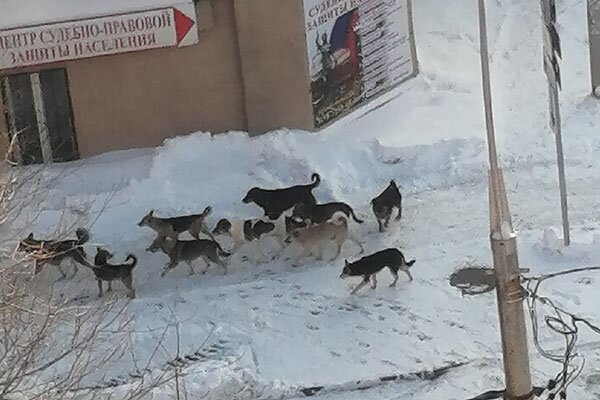 15-20 псов свободно перемещаются по дороге и тротуару
